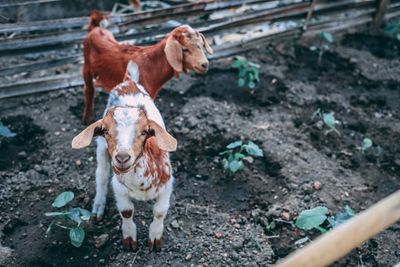 A day in the farm 