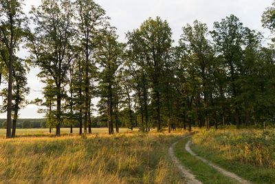 Road amidst trees in forest