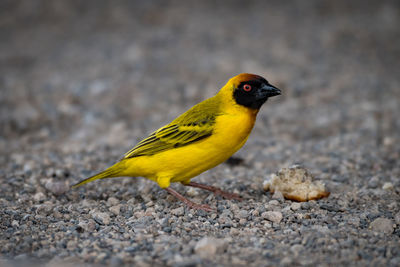 Close-up of yellow bird perching by food on ground