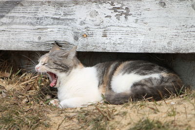 Close-up of cat yawning