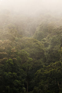 Scenic view of forest against sky
