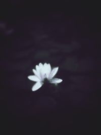 Close-up of flower against blurred background