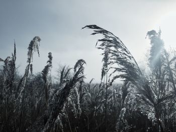 Low angle view of plants growing on field against sky