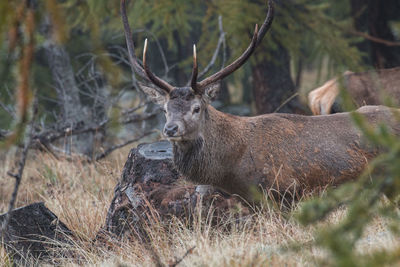 Deer in a forest