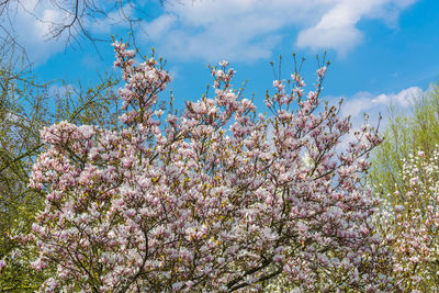 Low angle view of cherry blossoms against sky