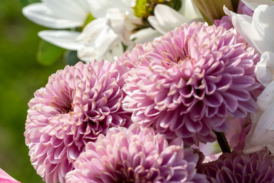 Close-up of purple flowers