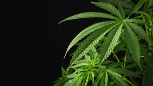 Marijuana leaves, cannabis on a dark background.