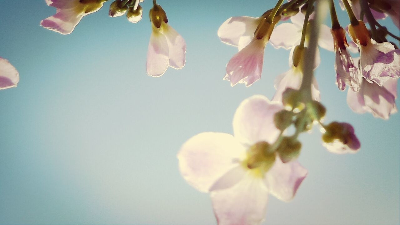 flower, freshness, low angle view, fragility, petal, growth, clear sky, branch, pink color, beauty in nature, nature, tree, blossom, close-up, blooming, cherry blossom, blue, flower head, in bloom, day