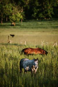 Sheep in a field