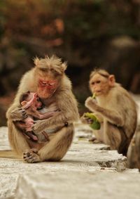 Two cats sitting on wall