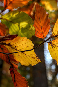 Close-up of yellow maple leaves