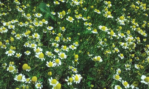 Close-up of white flowers blooming in field