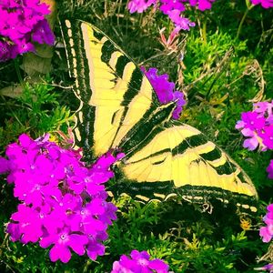 Close-up of pink flowers