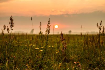 Close-up of plants growing in field