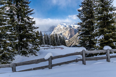 Snow covered pine trees against sky