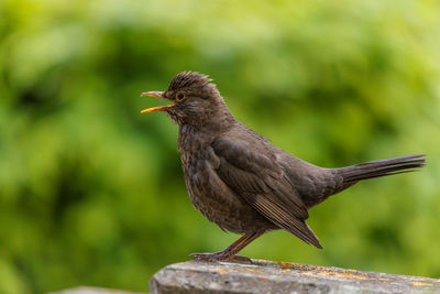 Close-up of bird perching on wood