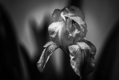 Close-up of wilted flower against blurred background