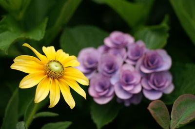 Close-up of yellow flowering plant