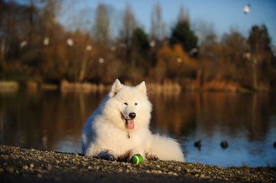 Portrait of dog sitting by lake against sky