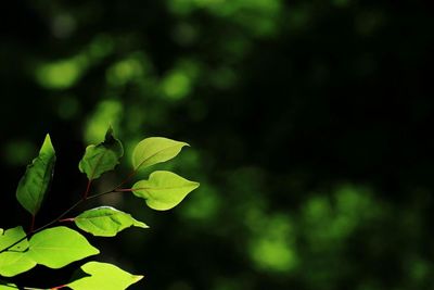 Close-up of plant