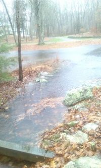 River flowing through forest