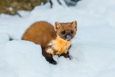 Portrait of cat on snow covered field