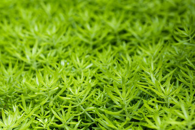 Full frame shot of fresh green grass