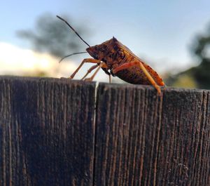 Close-up of insect on wood against sky