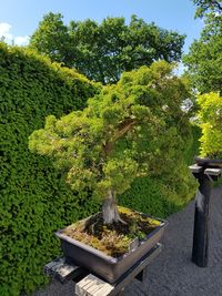 Potted plants in park