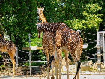 Giraffe standing in zoo