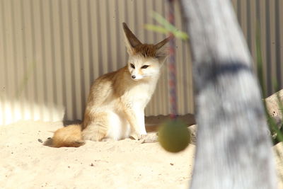 Cat looking away