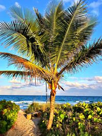 Palm tree by sea against sky