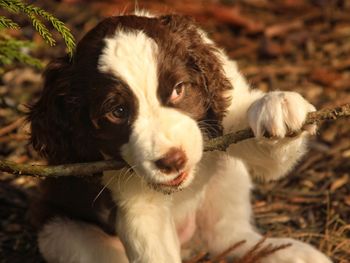 Close-up portrait of a dog