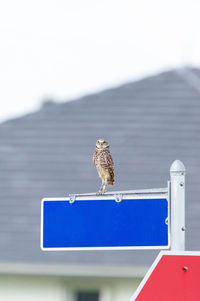 Perched on a street sign, an adult burrowing owl athene cunicularia remains alert on marco island