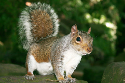 Close-up of squirrel on tree