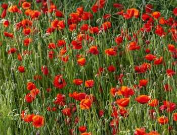 Red poppies on field