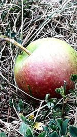 Close-up of apple on tree