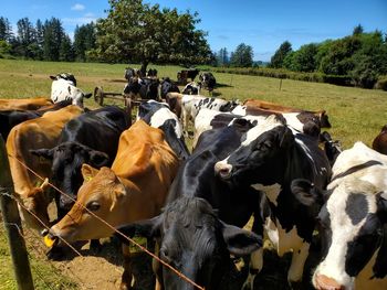 Cows in a field