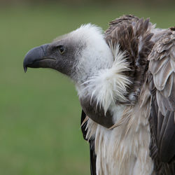 Close-up of eagle