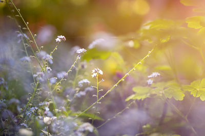 Close-up of flowering plant on field