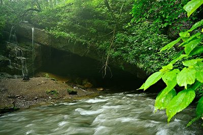 Stream in forest