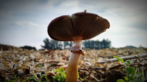 Close-up of mushroom on ground