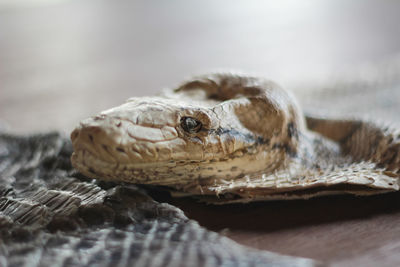 Close-up of a lizard