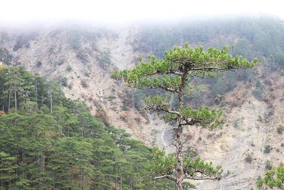 High angle view of trees in forest