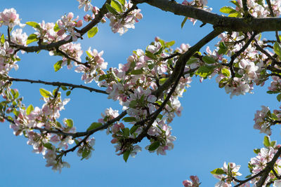 Low angle view of cherry blossom against clear sky