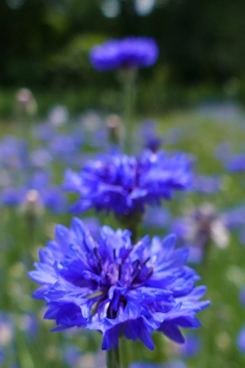 CLOSE-UP OF PURPLE FLOWER ON FIELD