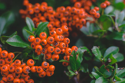 Close-up of red berries growing on plant