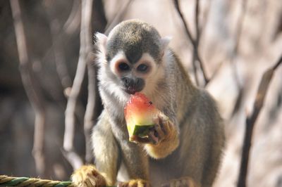 Monkey eating watermelon