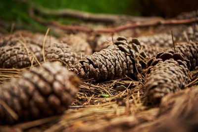 Close-up of dried pine cone on field