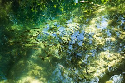 High angle view of fish swimming in lake